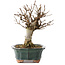 Acer buergerianum, 15,5 cm, ± 12 Jahre alt
