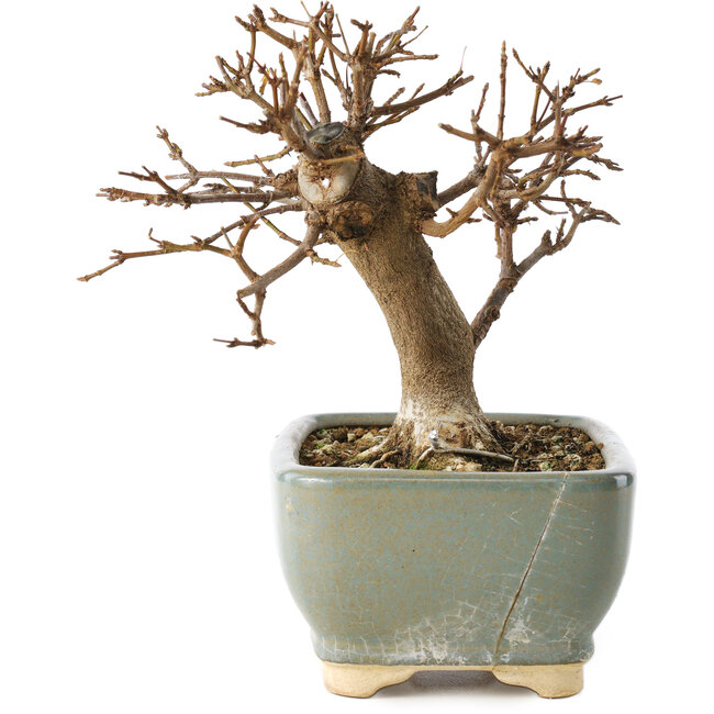 Acer buergerianum, 13 cm, ± 12 Jahre alt, in einem kaputten Topf