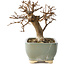 Acer buergerianum, 13 cm, ± 12 ans, dans un pot cassé