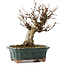 Acer buergerianum, 15,5 cm, ± 12 Jahre alt