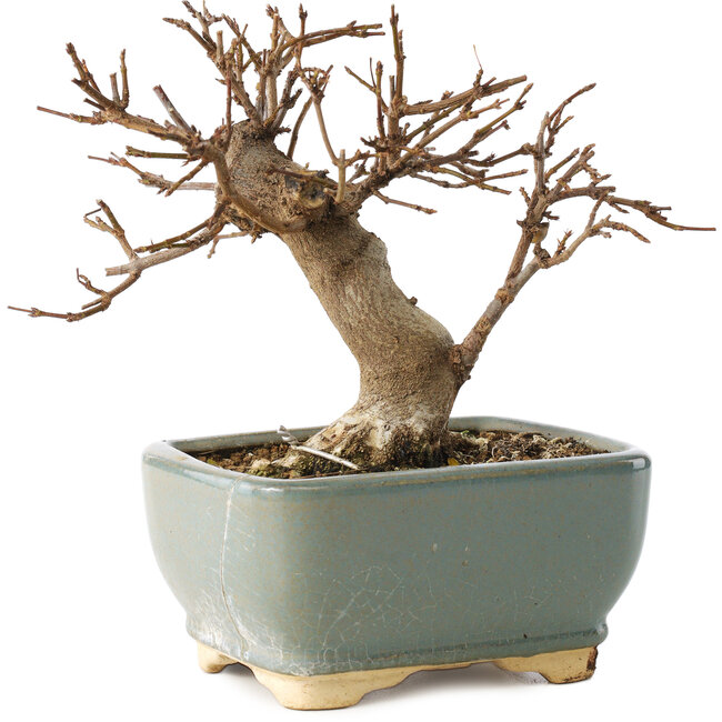 Acer buergerianum, 13 cm, ± 12 jaar oud, in kapotte pot