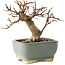 Acer buergerianum, 13 cm, ± 12 ans, dans un pot cassé