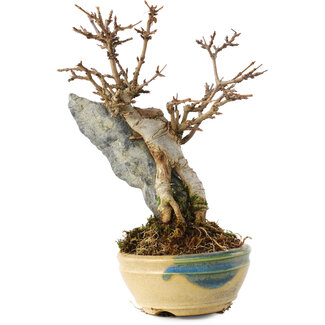 Acer buergerianum, 15,5 cm, ± 12 jaar oud