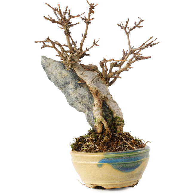 Acer buergerianum, 15,5 cm, ± 12 jaar oud