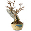 Acer buergerianum, 15,5 cm, ± 12 jaar oud