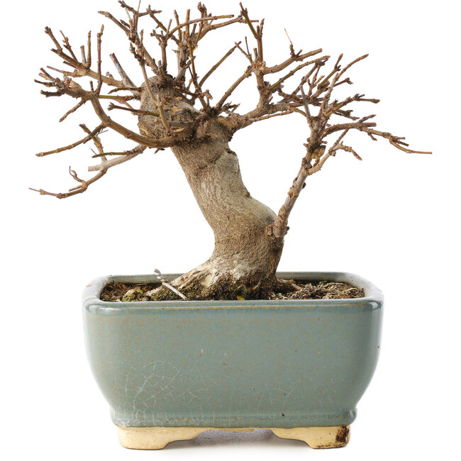 Acer buergerianum, 13 cm, ± 12 Jahre alt, in einem kaputten Topf