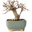 Acer buergerianum, 13 cm, ± 12 ans, dans un pot cassé