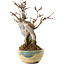 Acer buergerianum, 15,5 cm, ± 12 jaar oud