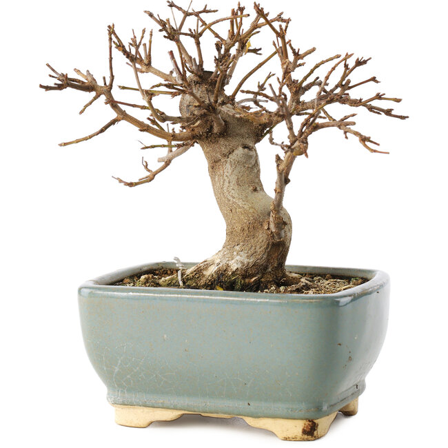 Acer buergerianum, 13 cm, ± 12 jaar oud, in kapotte pot