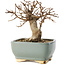 Acer buergerianum, 13 cm, ± 12 ans, dans un pot cassé