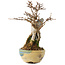 Acer buergerianum, 15,5 cm, ± 12 jaar oud
