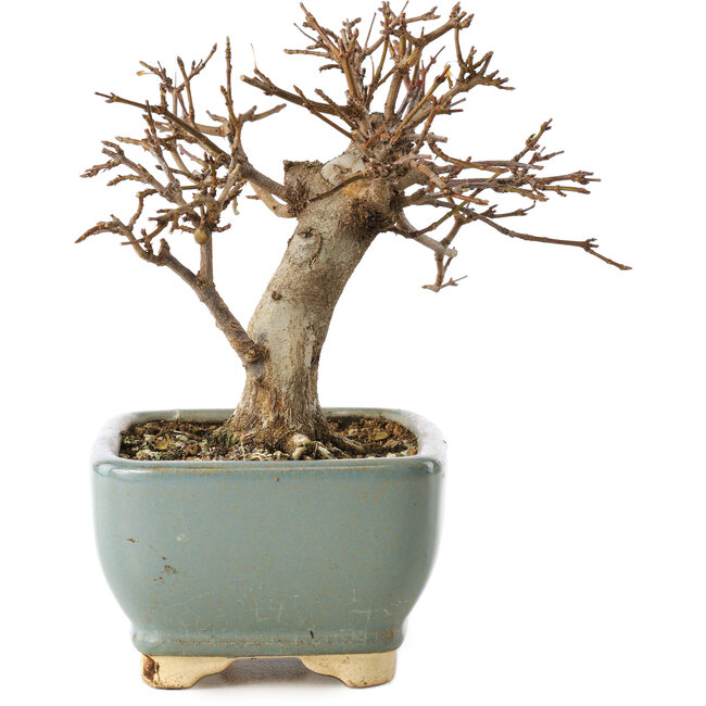 Acer buergerianum, 13 cm, ± 12 jaar oud, in kapotte pot