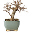 Acer buergerianum, 13 cm, ± 12 ans, dans un pot cassé