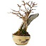 Acer buergerianum, 15,5 cm, ± 12 jaar oud
