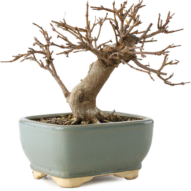 Acer buergerianum, 13 cm, ± 12 años, en maceta rota