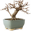 Acer buergerianum, 13 cm, ± 12 ans, dans un pot cassé