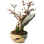 Acer buergerianum, 15,5 cm, ± 12 jaar oud