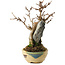 Acer buergerianum, 15,5 cm, ± 12 jaar oud