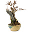 Acer buergerianum, 15,5 cm, ± 12 jaar oud