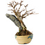 Acer buergerianum, 15,5 cm, ± 12 Jahre alt