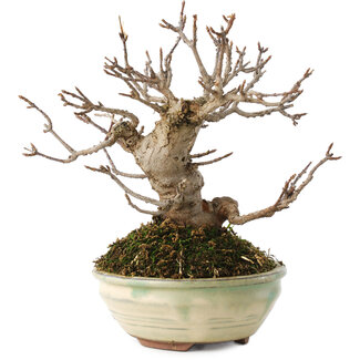 Acer buergerianum, 14,5 cm, ± 15 jaar oud