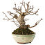 Acer buergerianum, 14,5 cm, ± 15 ans