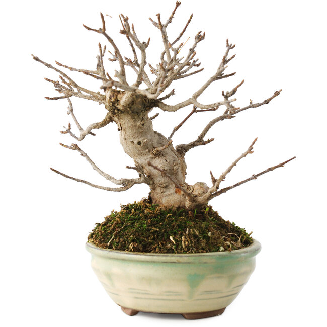 Acer buergerianum, 14,5 cm, ± 15 years old