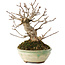 Acer buergerianum, 14,5 cm, ± 15 jaar oud