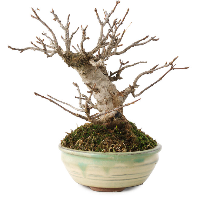 Acer buergerianum, 14,5 cm, ± 15 anni