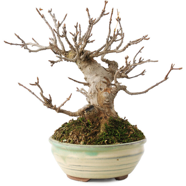 Acer buergerianum, 14,5 cm, ± 15 years old