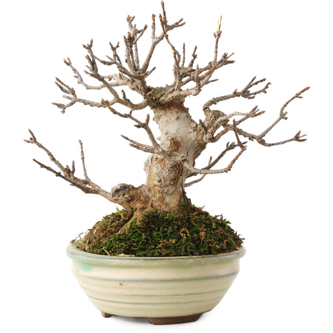 Acer buergerianum, 14,5 cm, ± 15 anni