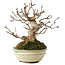 Acer buergerianum, 14,5 cm, ± 15 ans