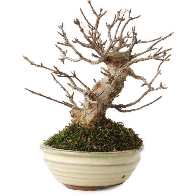 Acer buergerianum, 14,5 cm, ± 15 jaar oud