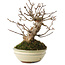 Acer buergerianum, 14,5 cm, ± 15 jaar oud