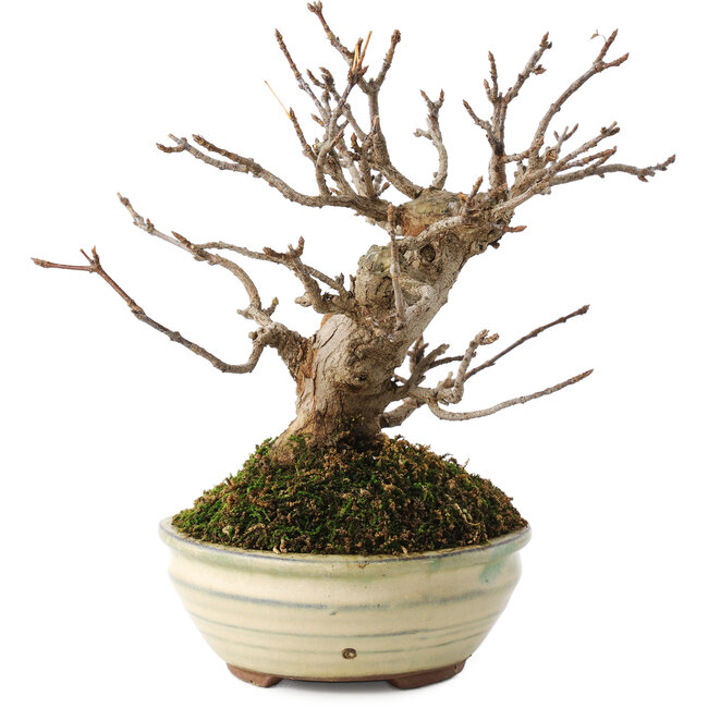 Acer buergerianum, 14,5 cm, ± 15 years old