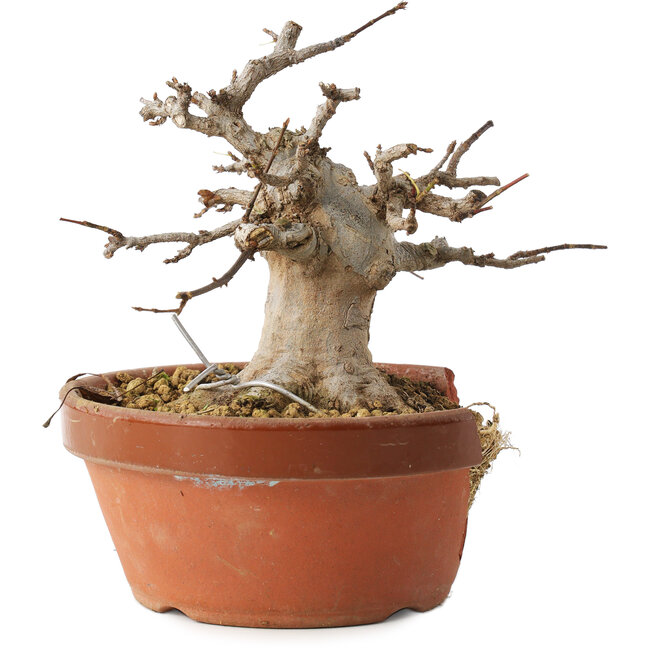 Acer buergerianum, 13 cm, ± 15 ans, dans un pot cassé
