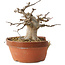 Acer buergerianum, 13 cm, ± 15 ans, dans un pot cassé