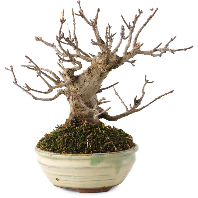 Acer buergerianum, 14,5 cm, ± 15 años