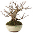 Acer buergerianum, 14,5 cm, ± 15 ans
