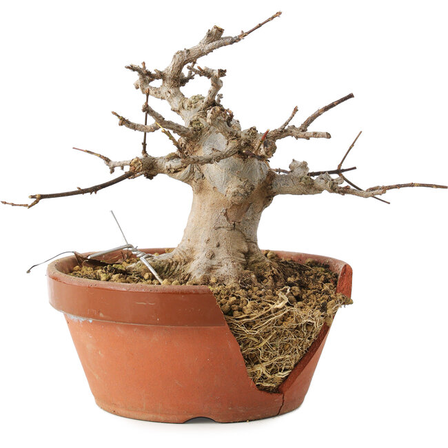 Acer buergerianum, 13 cm, ± 15 jaar oud, in kapotte pot