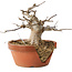 Acer buergerianum, 13 cm, ± 15 ans, dans un pot cassé
