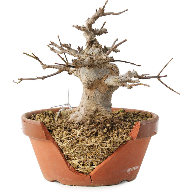 Acer buergerianum, 13 cm, ± 15 jaar oud, in kapotte pot