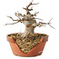 Acer buergerianum, 13 cm, ± 15 ans, dans un pot cassé