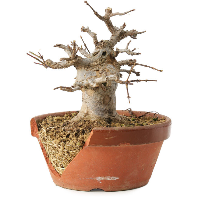 Acer buergerianum, 13 cm, ± 15 años, en maceta rota