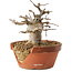 Acer buergerianum, 13 cm, ± 15 ans, dans un pot cassé