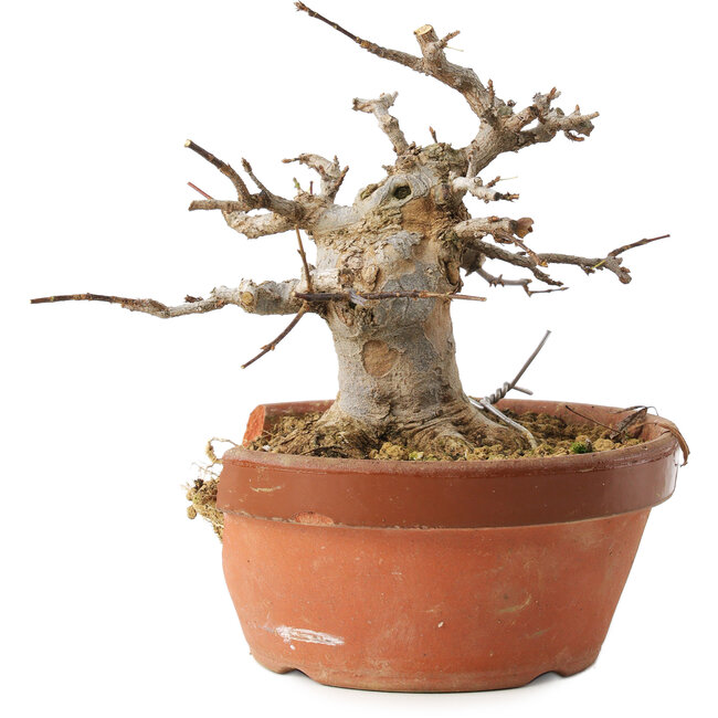 Acer buergerianum, 13 cm, ± 15 years old, in a broken pot