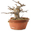 Acer buergerianum, 13 cm, ± 15 ans, dans un pot cassé