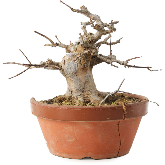 Acer buergerianum, 13 cm, ± 15 años, en maceta rota