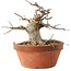 Acer buergerianum, 13 cm, ± 15 ans, dans un pot cassé
