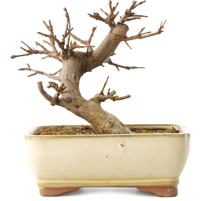 Acer buergerianum, 13 cm, ± 8 jaar oud